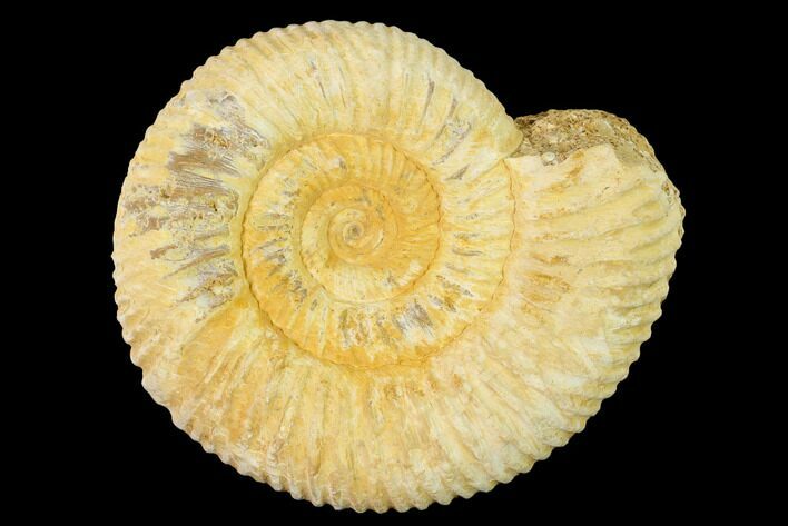 Jurassic Ammonite (Perisphinctes) Fossil - Madagascar #140388